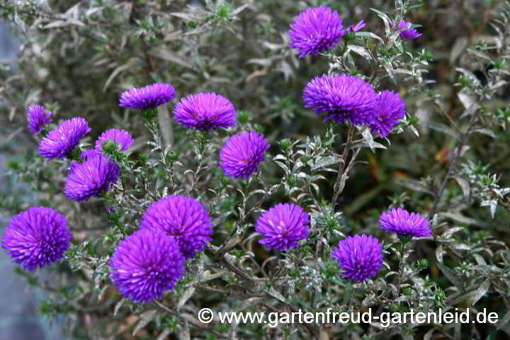 Echter Mehltau an Symphyotrichum novi-belgii (Glattblatt-Aster)