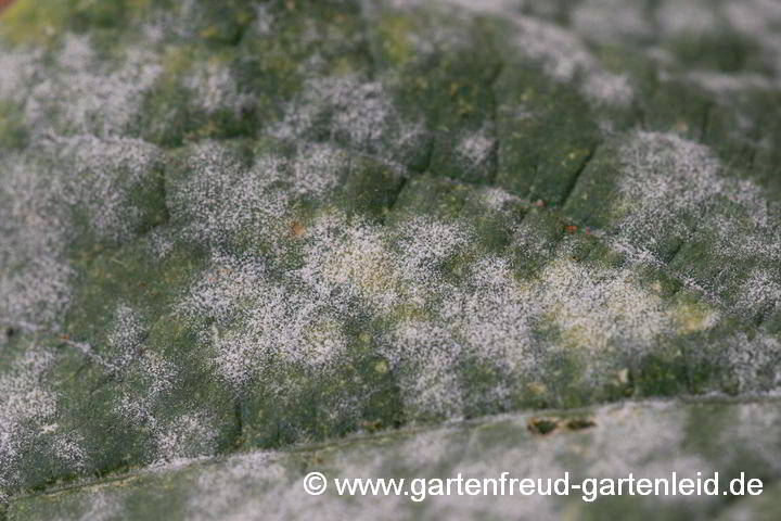 Echter Mehltau an Gurkenblatt im Treibhaus