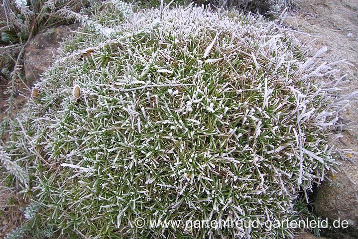 Dianthus petraeus subsp. noeanus (Geröll-Nelke, Igel-Nelke) mit Reif