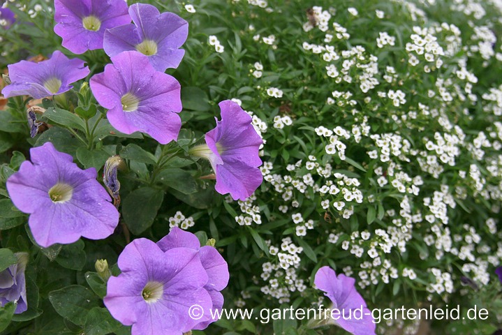 Petunie mit Steinkraut (Alyssum)