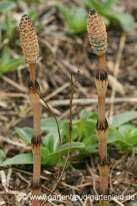 Equisetum arvense – Schachtelhalm, Blüten