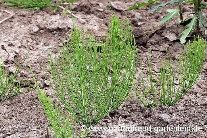 Equisetum arvense – Acker-Schachtelhalm