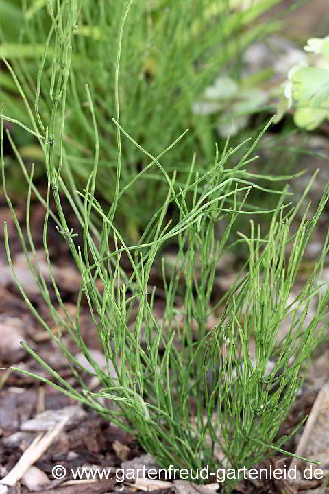 Equisetum arvense – Acker-Schachtelhalm