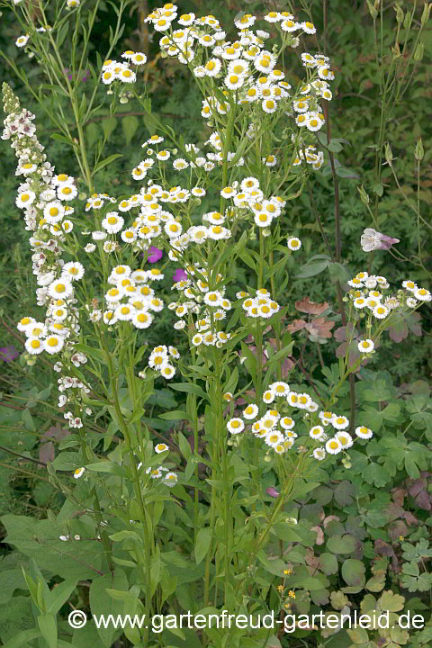 Erigeron annuus – Einjähriges Berufkraut