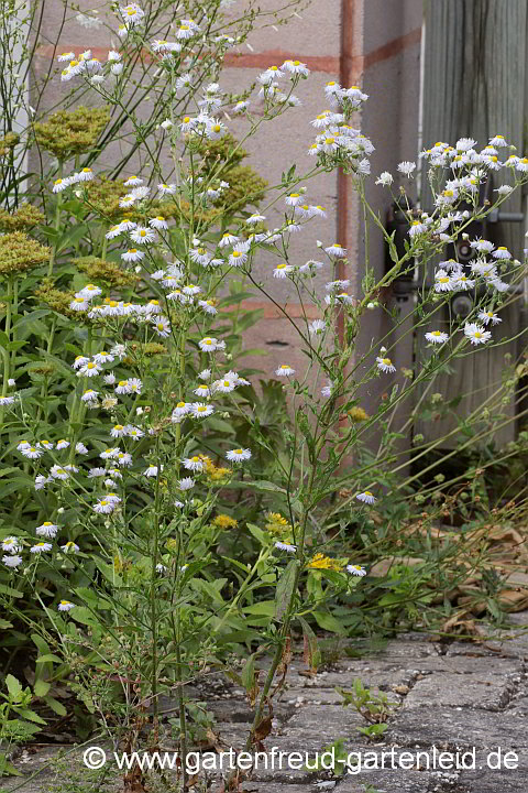 Erigeron annuus – Einjähriges Berufkraut, ein Samenunkraut