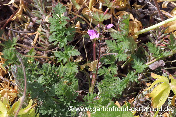 Erodium cicutarium – Gemeiner Reiherschnabel