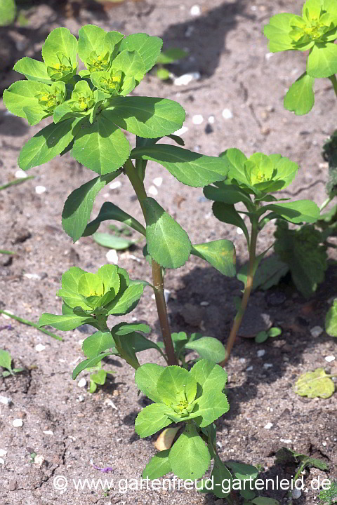 Euphorbia helioscopia – Sonnwend-Wolfsmilch