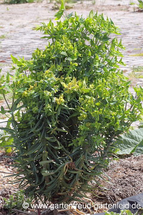Euphorbia lathyris – Kreuzblättrige Wolfsmilch
