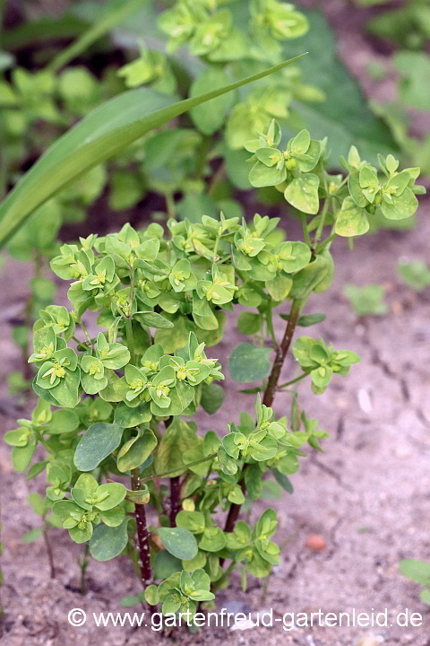 Euphorbia peplus – Garten-Wolfsmilch