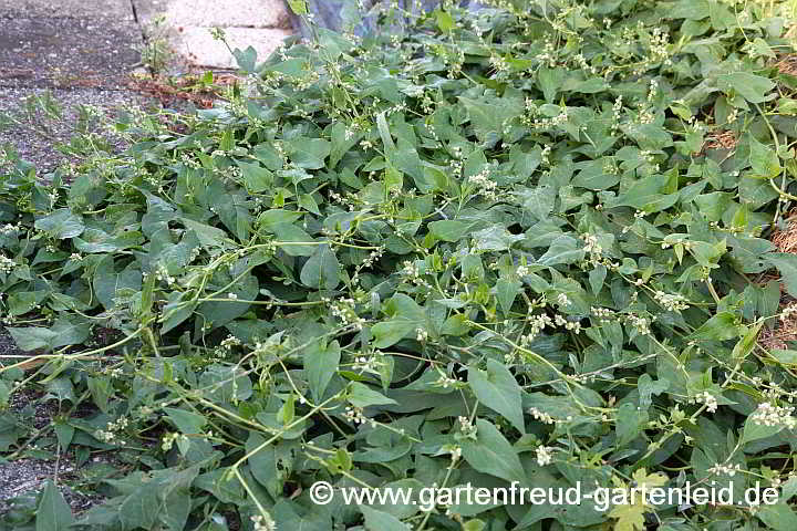 Fallopia convolvulus – Acker-Flügelknöterich