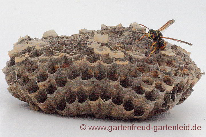 Feldwespe (Polistes dominula) und ihr Nest (Waben)