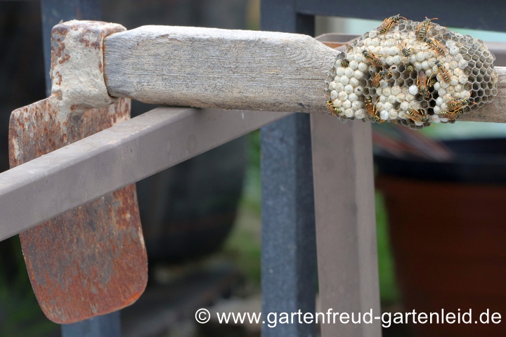 Haus-Feldwespen (Polistes dominula) und ihr Nest (Waben)