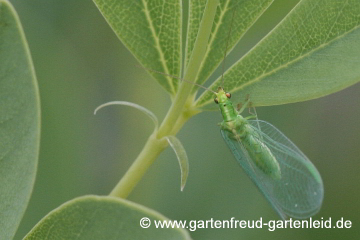 Gemeine Florfliege