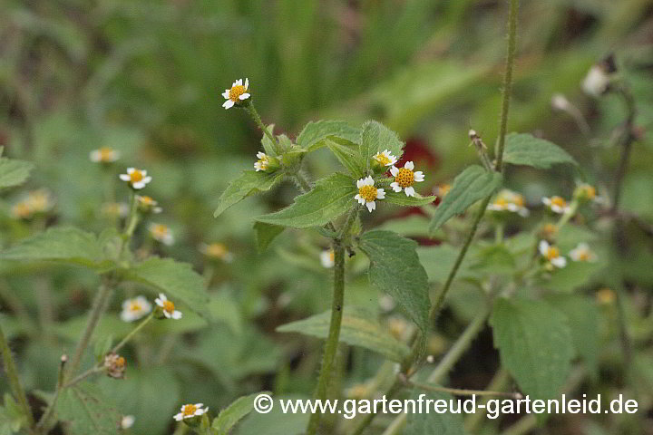 Galinsoga parviflora – Franzosenkraut