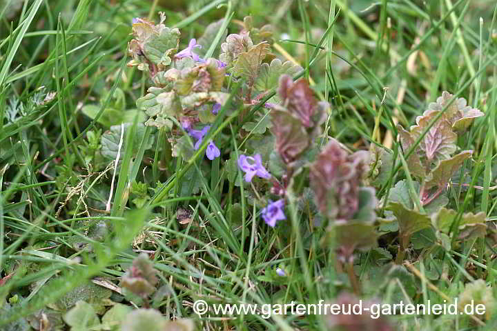 Glechoma herderacea – Gundermann, Gundelrebe