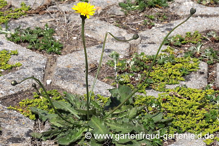 Hypochaeris radicata – Gewöhnliches Ferkelkraut