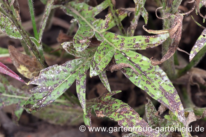 Knautia macedonica (Mazedonische Witwenblume) mit Pilzkrankheit