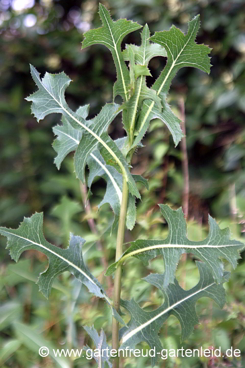 Lactuca serriola – Kompass-Lattich