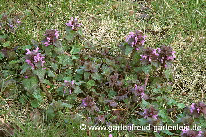 Lamium purpureum – Purpurrote Taubnessel