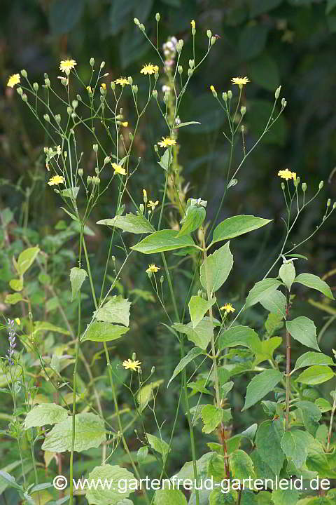 Lapsana communis – Rainkohl