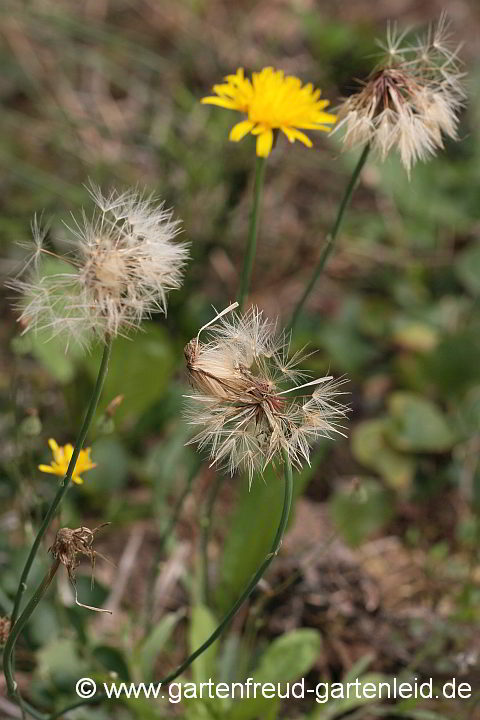 Leontodon autumnalis – Herbst-Löwenzahn