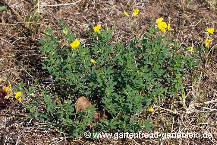 Lotus corniculatus – Gewöhnlicher Hornklee