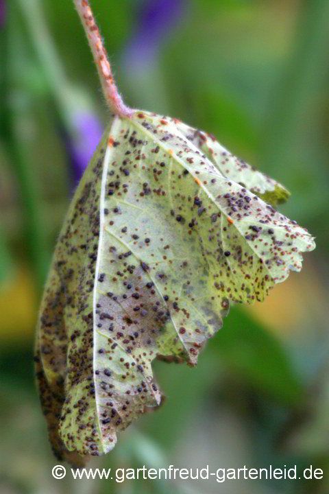 Rost an Malva sylvestris (Wilde Malve)