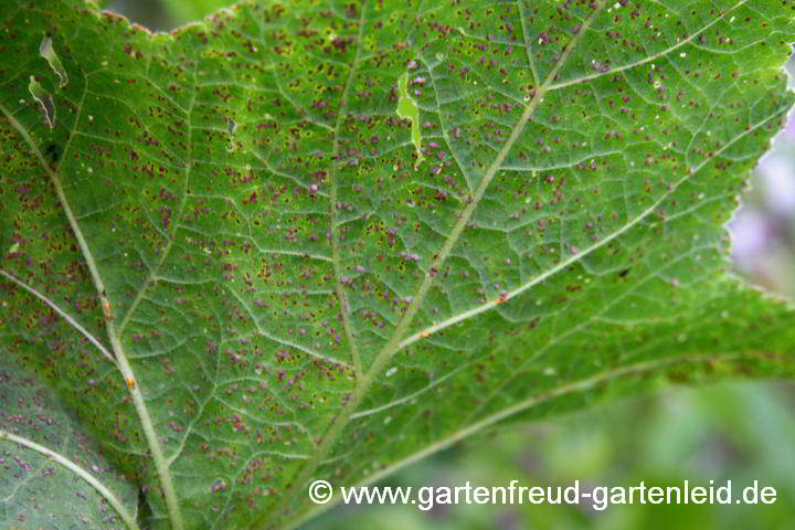 Rost an Alcea rugosa – Gelbe Stockrose