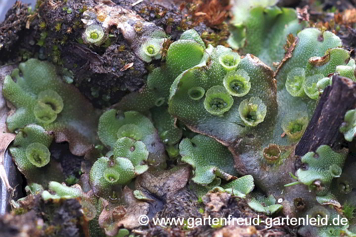 Marchantia polymorpha – Brunnen-Lebermoos