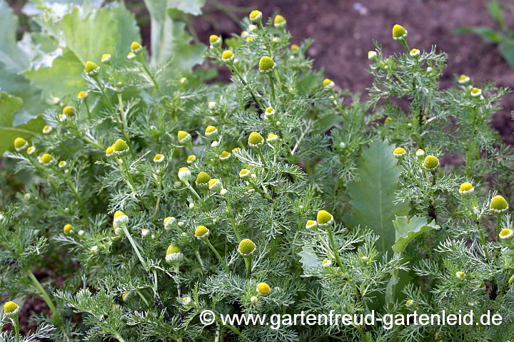 Matricaria discoidea – Strahlenlose Kamille