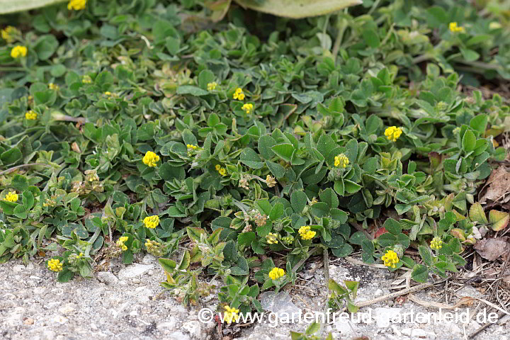 Medicago lupulina – Hopfen-Schneckenklee