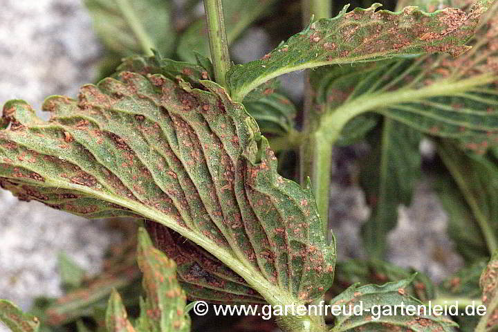 Pfefferminz-Rost auf Marokkanischer Minze (Mentha sp.)