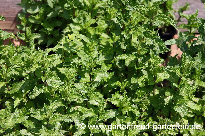 Marokkanische Minze (Mentha)