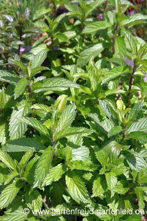 Schweizer Minze (Mentha)