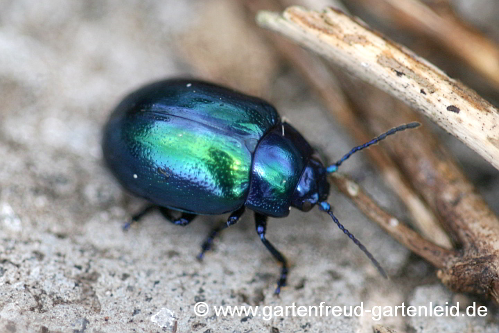 Minze-Blattkäfer (Chrysolina coerulans)