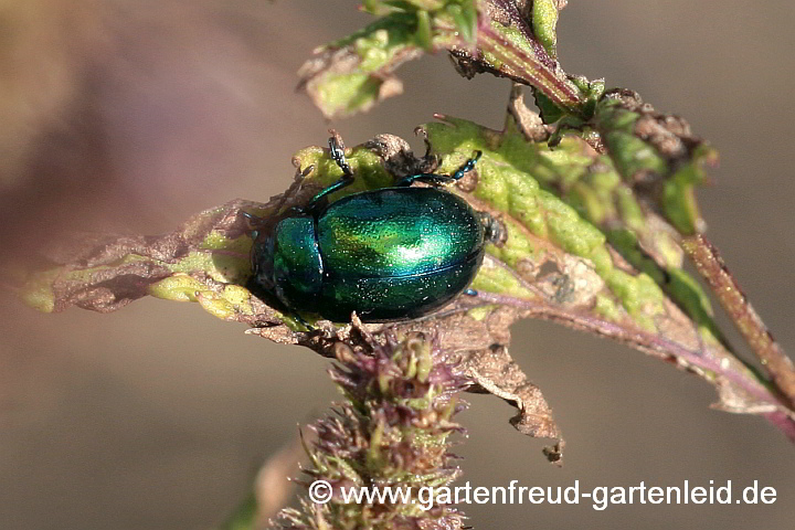 Minze-Blattkäfer (Chrysolina herbacea)