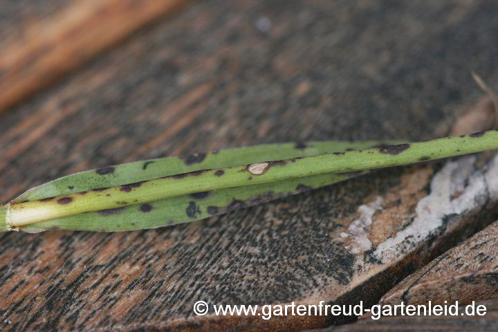 Nelkenschwärze – Cladosporium echinulatum