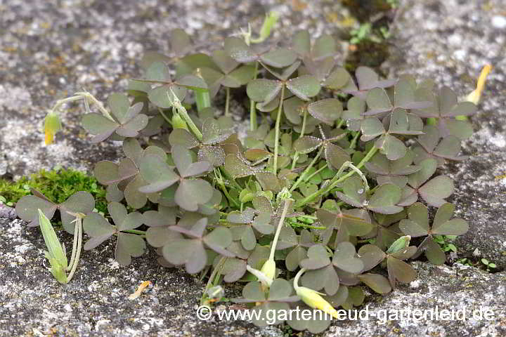 Oxalis corniculata – Hornfrüchtiger Sauerklee