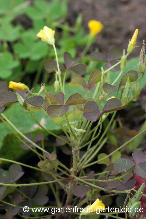 Oxalis corniculata – Hornfrüchtiger Sauerklee