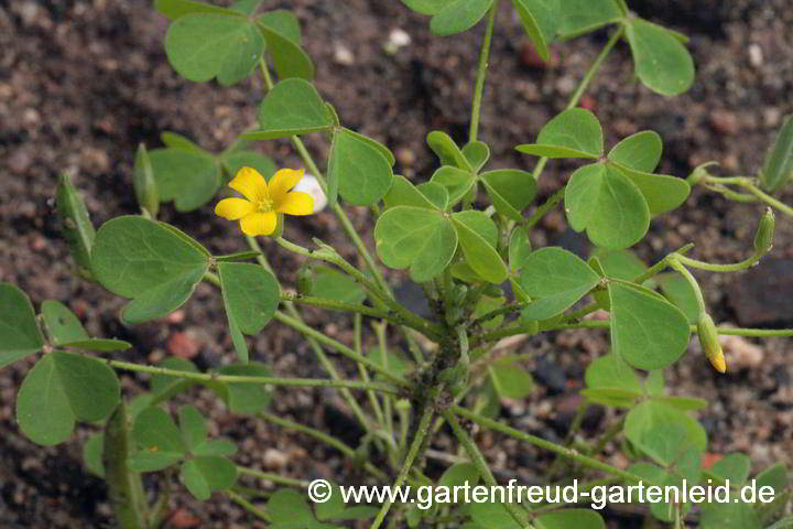 Oxalis stricta – Aufrechter Sauerklee