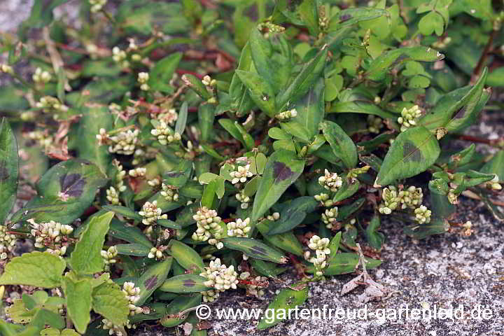 Persicaria maculosa – Floh-Knöterich