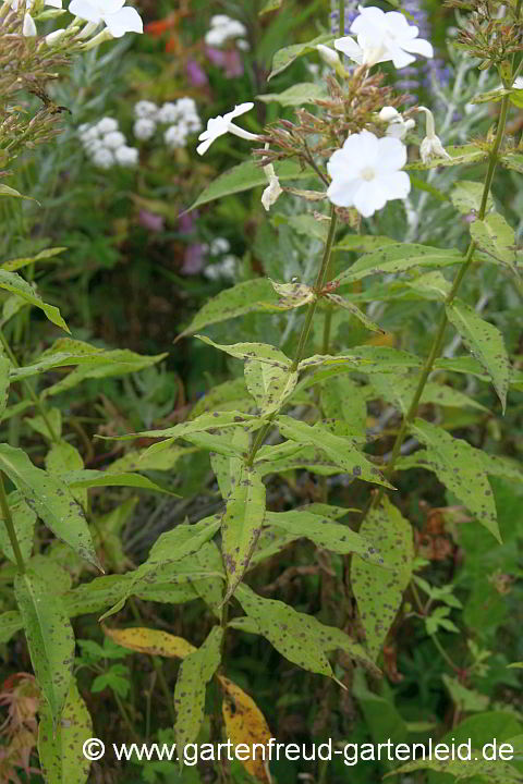 Phlox amplifolia 'Weiße Wolke' (Großblättriger Phlox) mit Septoria
