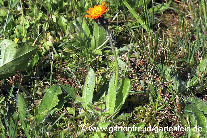 Pilosella aurantiaca – Orangerotes Habichtskraut