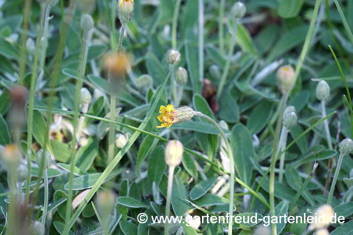 Pilosella officinarum – Kleines Habichtskraut