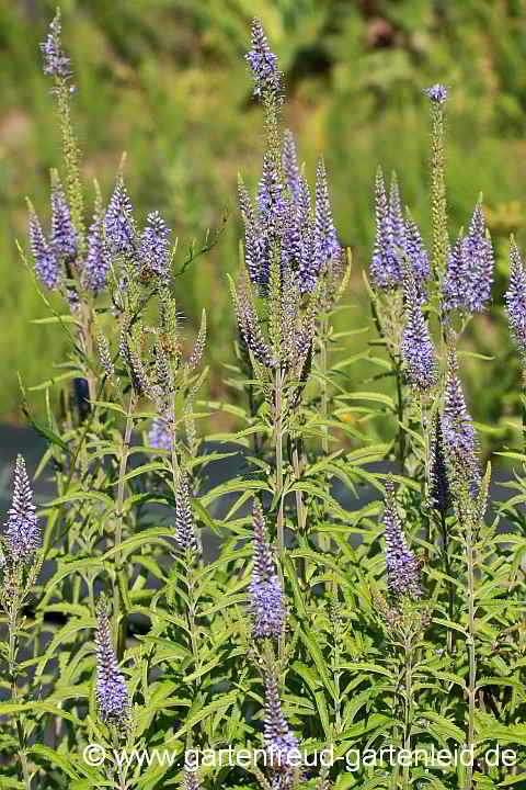 Veronica longifolia – Langblättriger Ehrenpreis