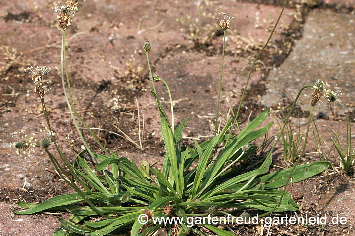 Plantago lanceolata – Spitzwegerich
