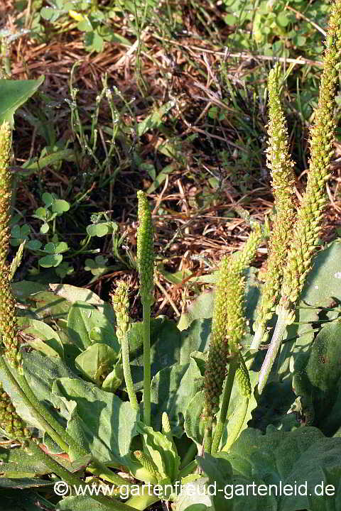 Plantago major – Breitwegerich