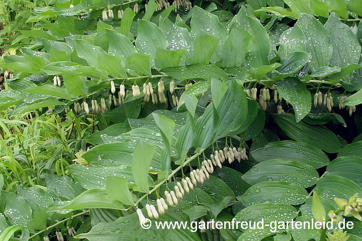 Polygonatum 'Weihenstephan'