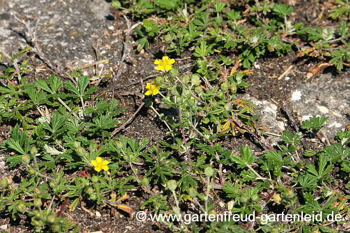 Potentilla argentea – Silber-Fingerkraut