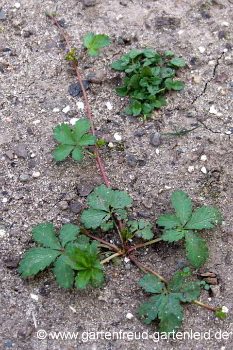 Potentilla reptans – Kriechendes Fingerkraut